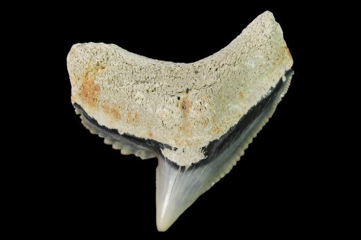 Fossil Tiger Shark (Galeocerdo) Tooth - Aurora, NC #143925